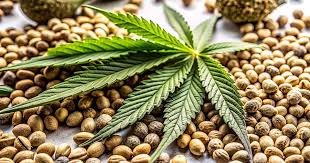 Your Ultimate Guide to Cannabis Seeds Alberta Tips and Insights Your Ultimate Guide to Cannabis Seeds Alberta Tips and Insights