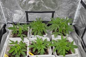 Your Ultimate Guide to Cannabis Seeds Alberta Tips and Insights Your Ultimate Guide to Cannabis Seeds Alberta Tips and Insights