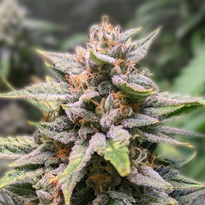 Your Ultimate Guide to Cannabis Seeds Alberta Tips and Insights Your Ultimate Guide to Cannabis Seeds Alberta Tips and Insights